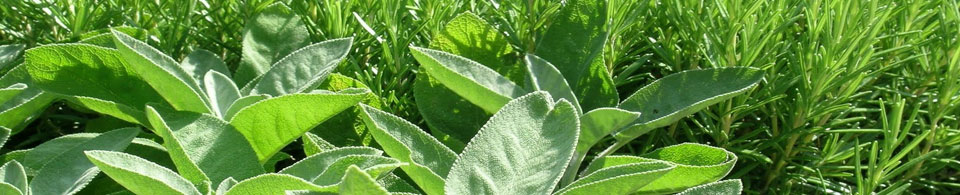 Salvia (foglia grande e piccola)