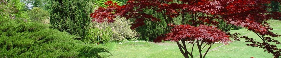 Ligustrum Ovalifolia Aurea