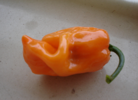 Peperone Piccante “Habanero”