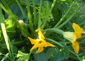Zucchino Chiaro Romanesco F.1