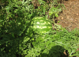 Anguria