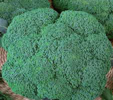 Cavolo Broccolo Calabrese F.1