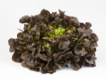 Lattuga rossa a foglia di quercia