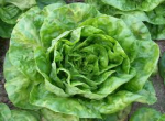 Lattuga Bianca