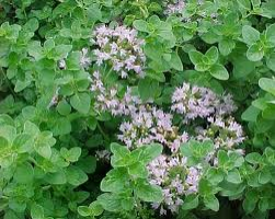 Origano