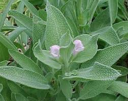 Salvia (foglia grande e piccola)
