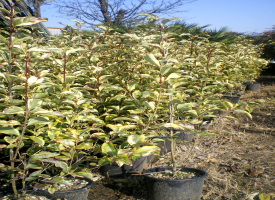 Ligustrum Ovalifolia Aurea