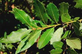 Alloro (Laurus Nobilis)