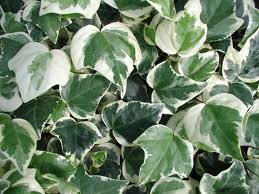 Hedera Gloire de Marengo (Edera)