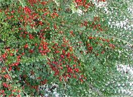 Cotoneaster Horizontalis