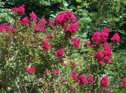 Lagerstroemia