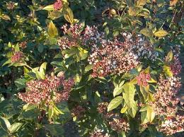 Viburnum Tinus (Lentaggine)