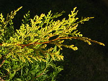 Leylandii Aurea