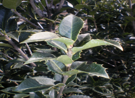 Osmanthus Aquifolium