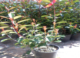 Photinia