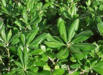 Pittosporum