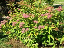 Spirea Bumalda Gold Flame